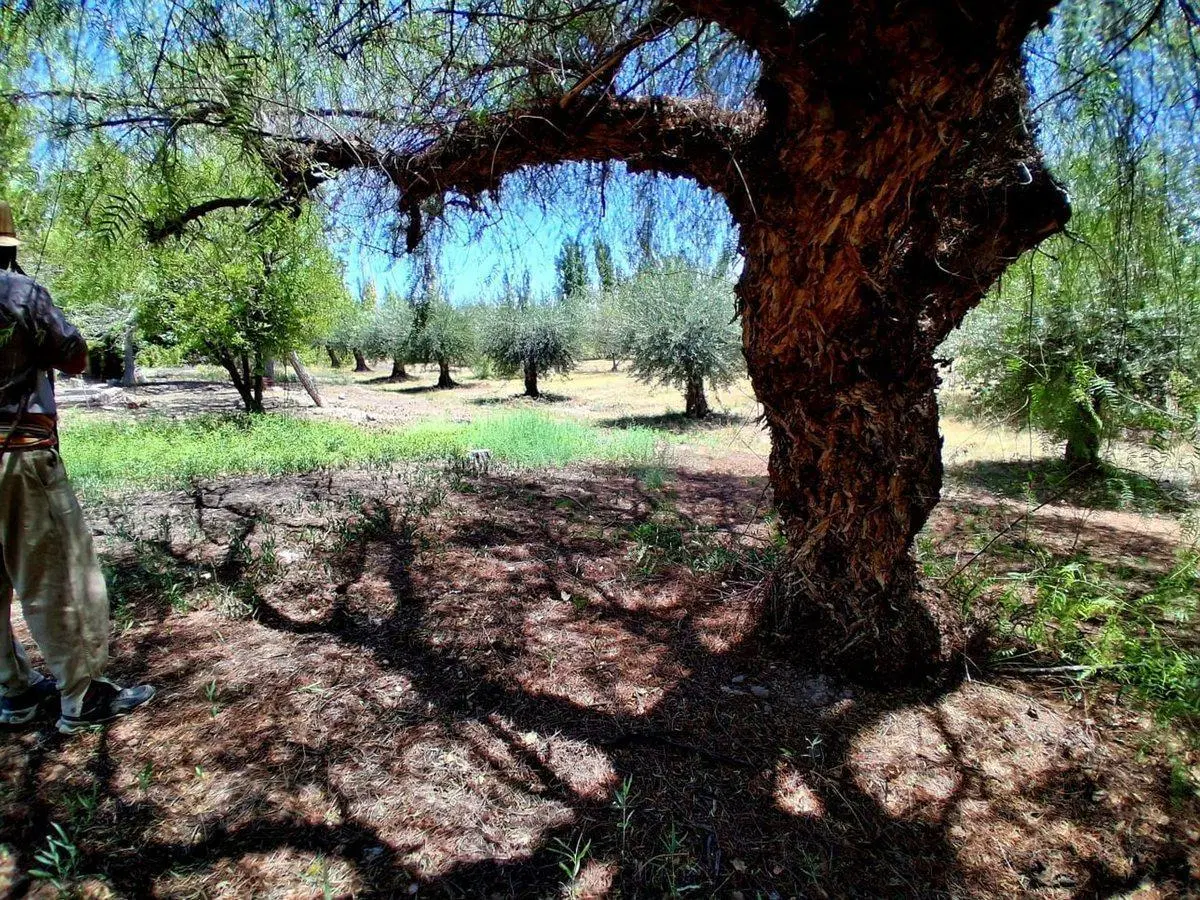 VENTA DE FINCA EN BARRANCAS 5