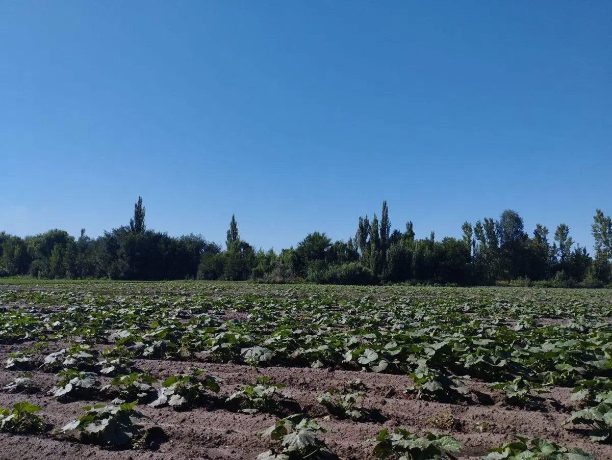 FINCA 16 HAS PARA CHACRA EN SAN CARLOS 4