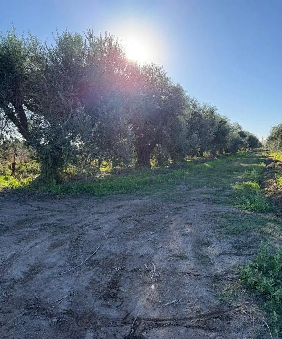 FINCA EN PRODUCCIÓN JUNÍN MENDOZA 2