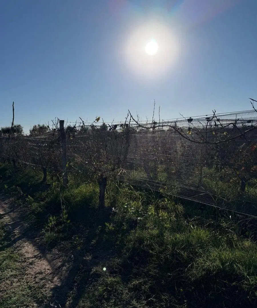 FINCA EN PRODUCCIÓN JUNÍN MENDOZA 5