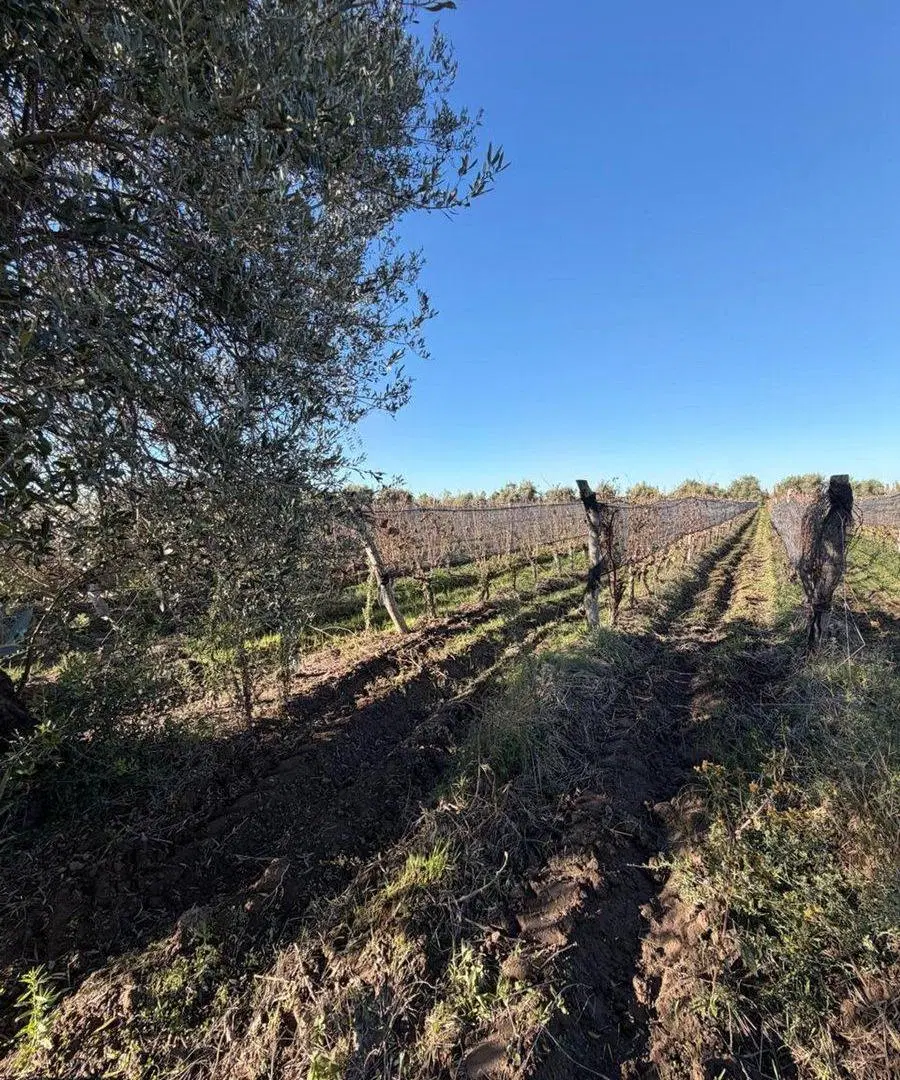 FINCA EN PRODUCCIÓN JUNÍN MENDOZA 1