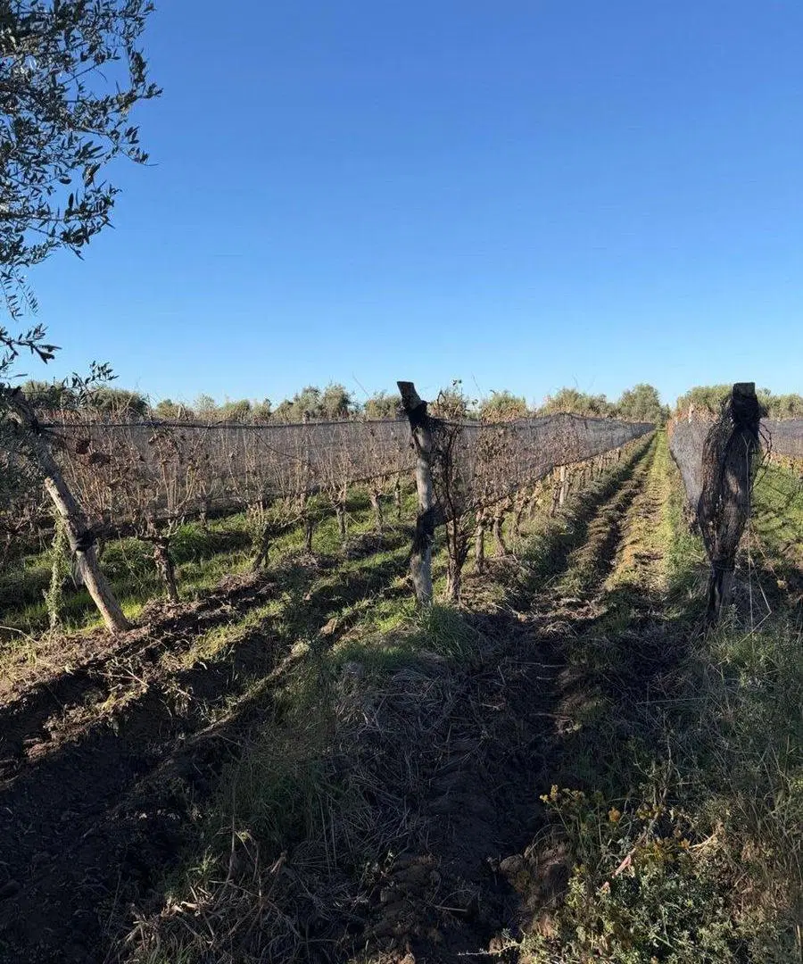 FINCA EN PRODUCCIÓN JUNÍN MENDOZA 4
