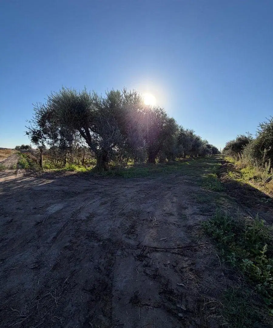 FINCA EN PRODUCCIÓN JUNÍN MENDOZA 8