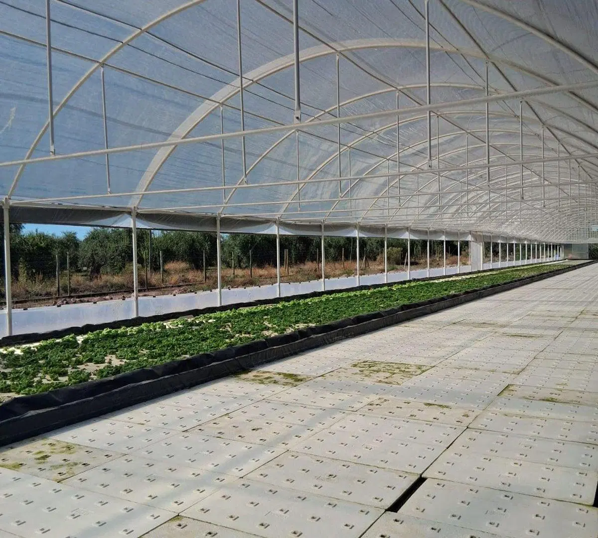INVERSIÓN CAMPO INVERNÁCULO Y OLIVOS MAIPÚ RUTA 60 8