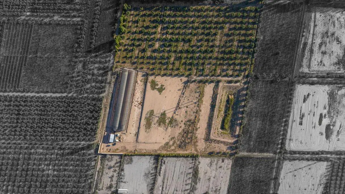 INVERSIÓN CAMPO INVERNÁCULO Y OLIVOS MAIPÚ RUTA 60 4