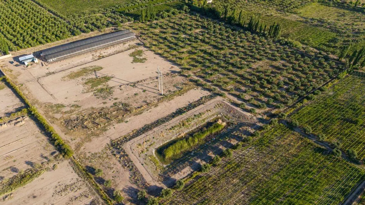 INVERSIÓN CAMPO INVERNÁCULO Y OLIVOS MAIPÚ RUTA 60 3