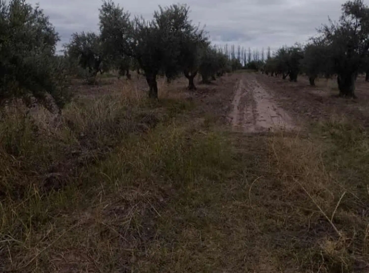 VENTA DE TERRENO 5000 M2 RUSSELL MAIPU CON OLIVOS 2