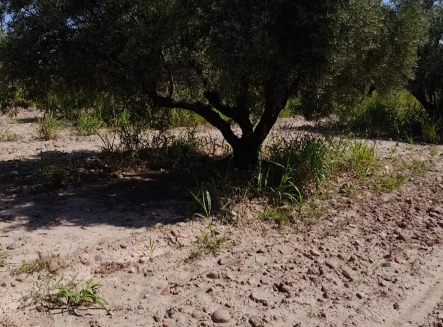 VENTA DE TERRENO 5000 M2 RUSSELL MAIPU CON OLIVOS 3