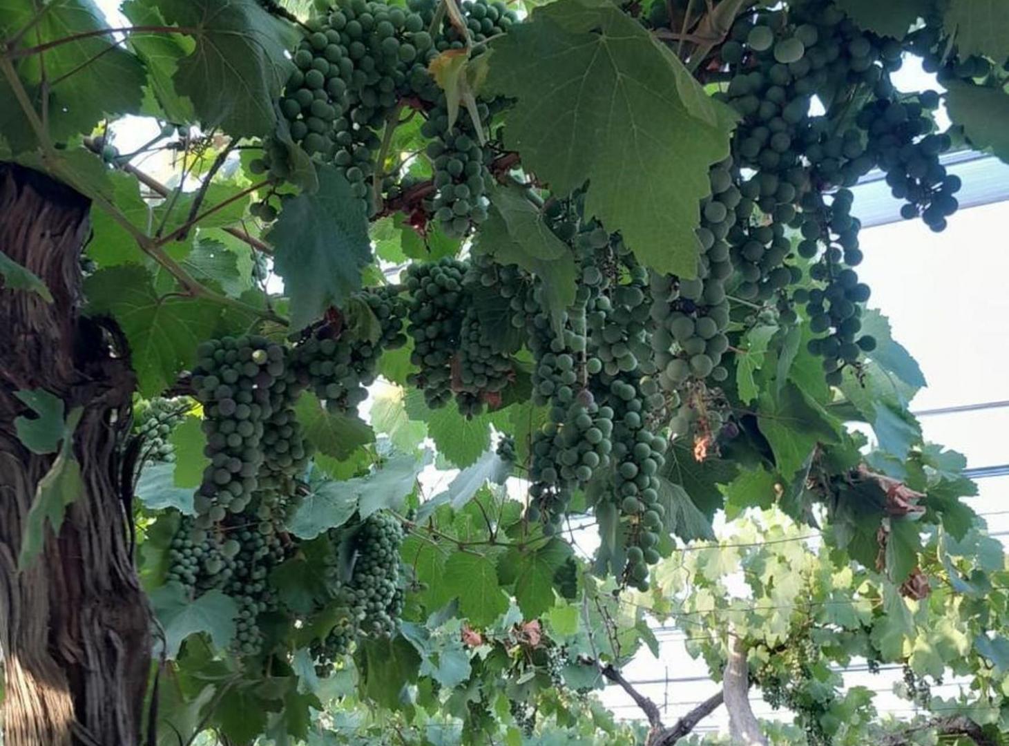 Foto de FINCA MEDRANO, imagen 4