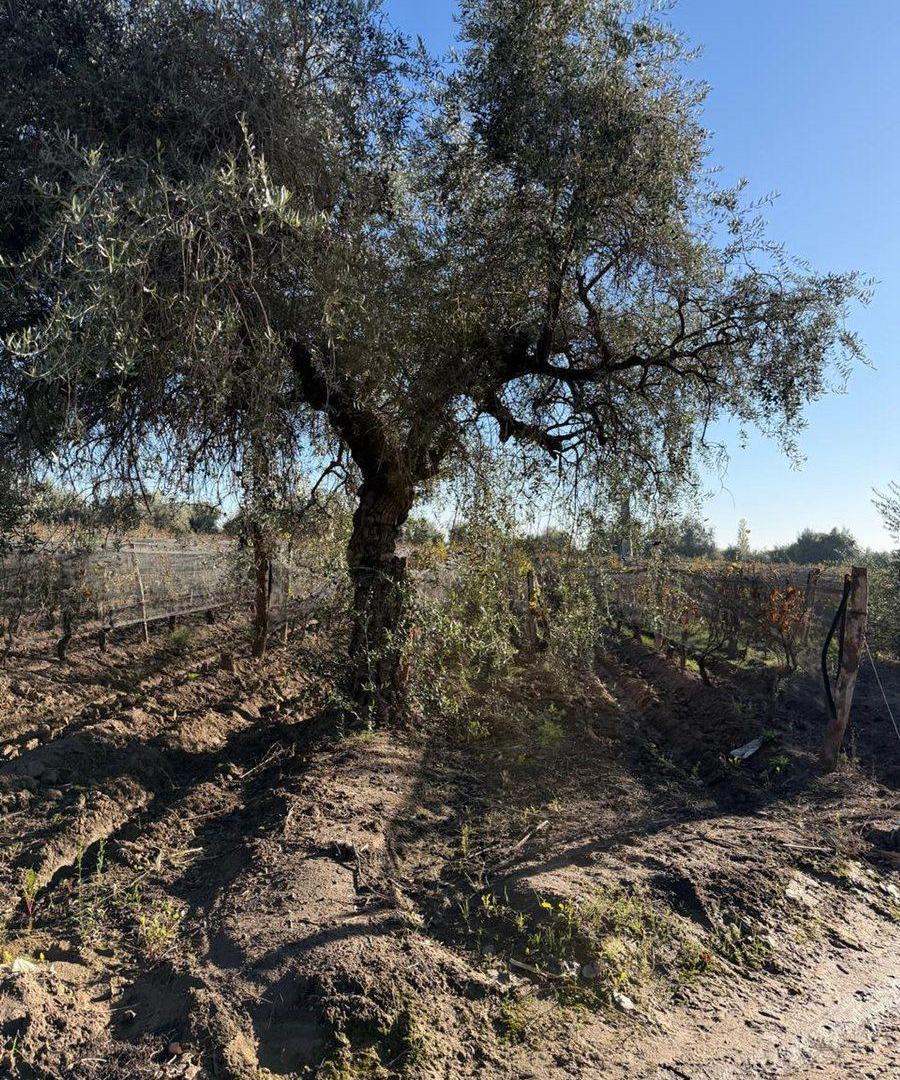 Foto de FINCA EN PRODUCCIÓN JUNÍN MENDOZA, imagen 1