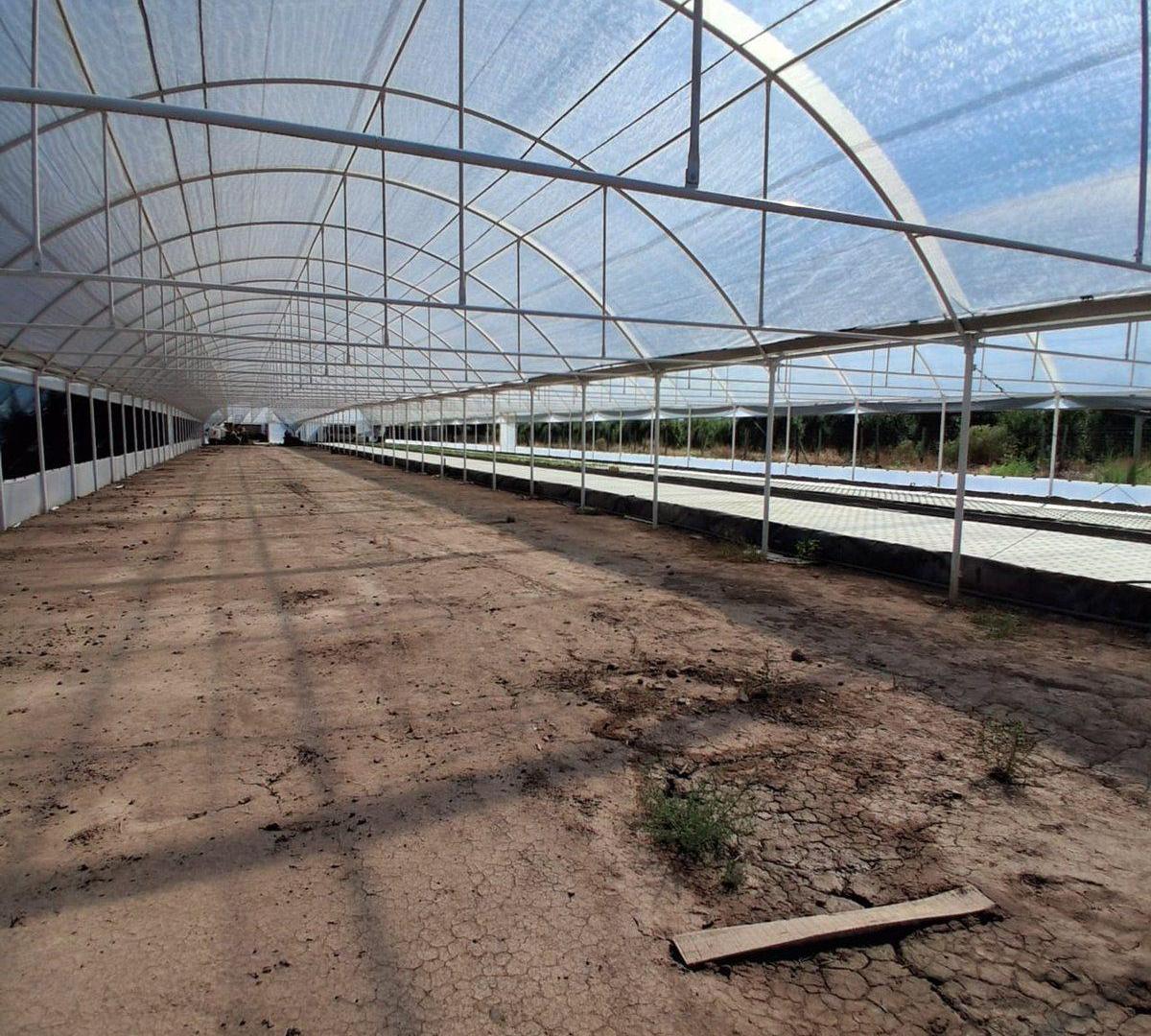 Foto de INVERSIÓN CAMPO INVERNÁCULO Y OLIVOS MAIPÚ RUTA 60, imagen 3