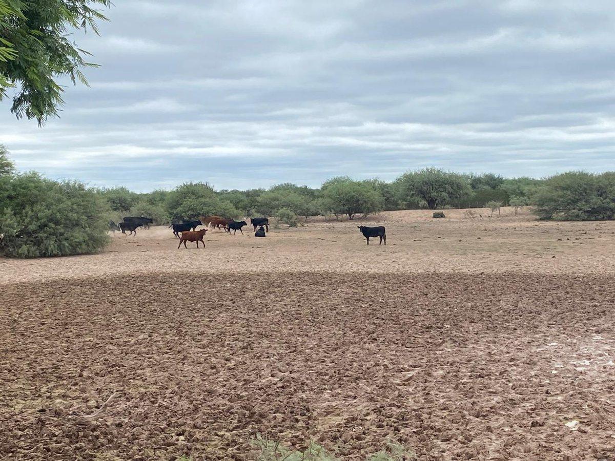Foto de Campo en venta - Cuadro Nacional -San Rafael, imagen 4