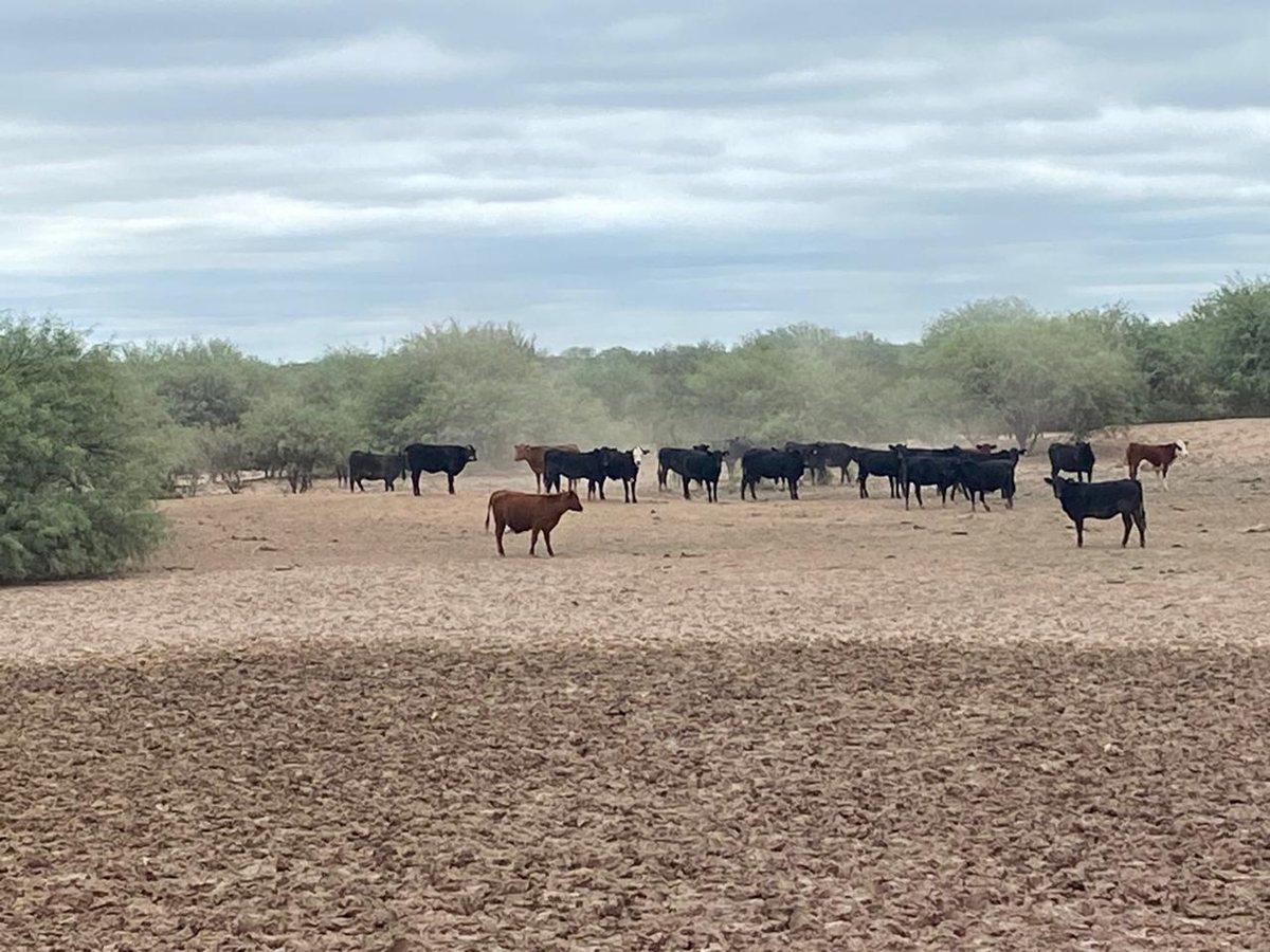 Foto de Campo en venta - Cuadro Nacional -San Rafael, imagen 1