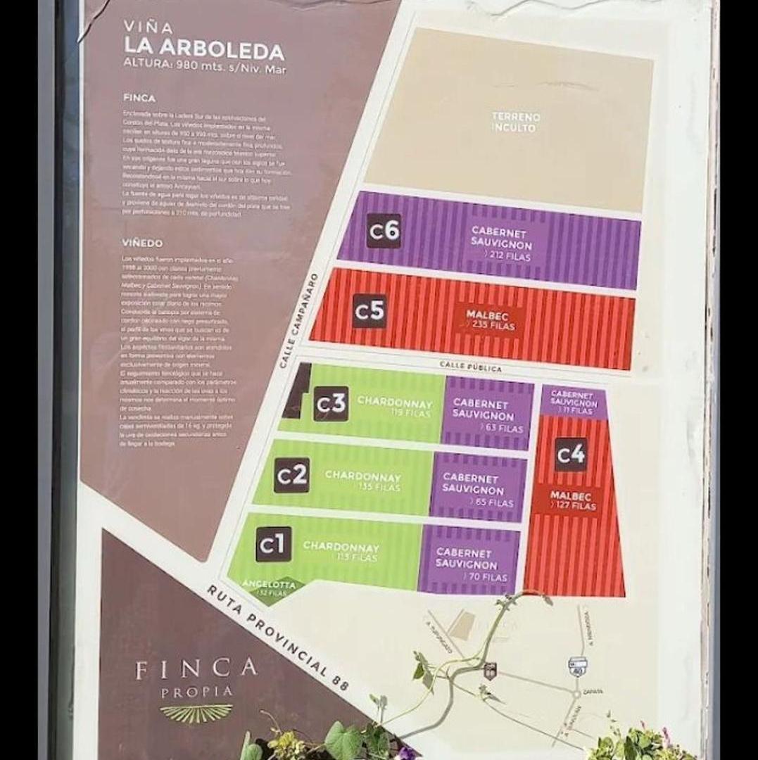 Foto de Oportunidad de Inversion - Venta hileras de Vid, imagen 5