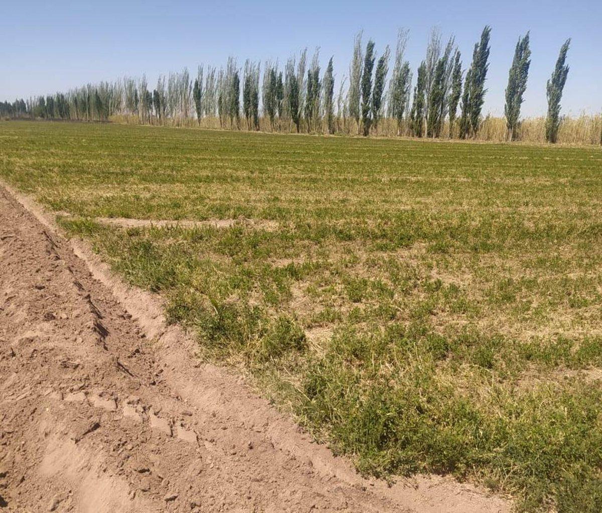 Foto de VENTA FINCA 6 ha-EL PASTAL LAVALLE, imagen 1