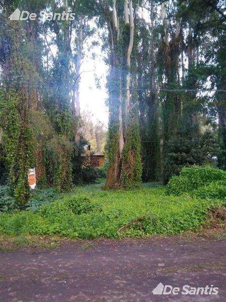 Lote en zona de bosque denso.