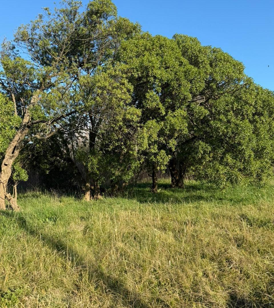 Foto de Terreno de 1105 mts en Chapadmalal, imagen 5
