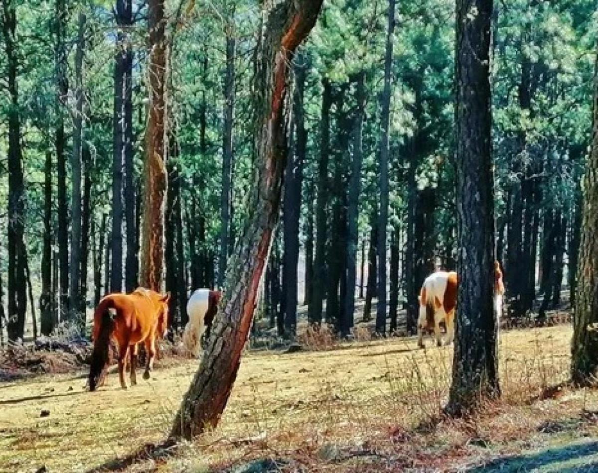 Venta Lote Pinar de Los Ciervos 2