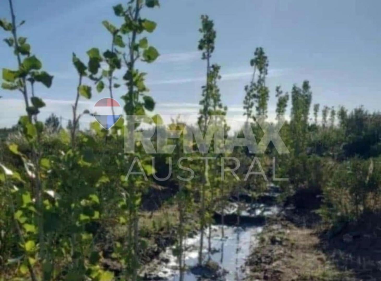 LOTE FORESTADO BELLA VISTA OESTE
