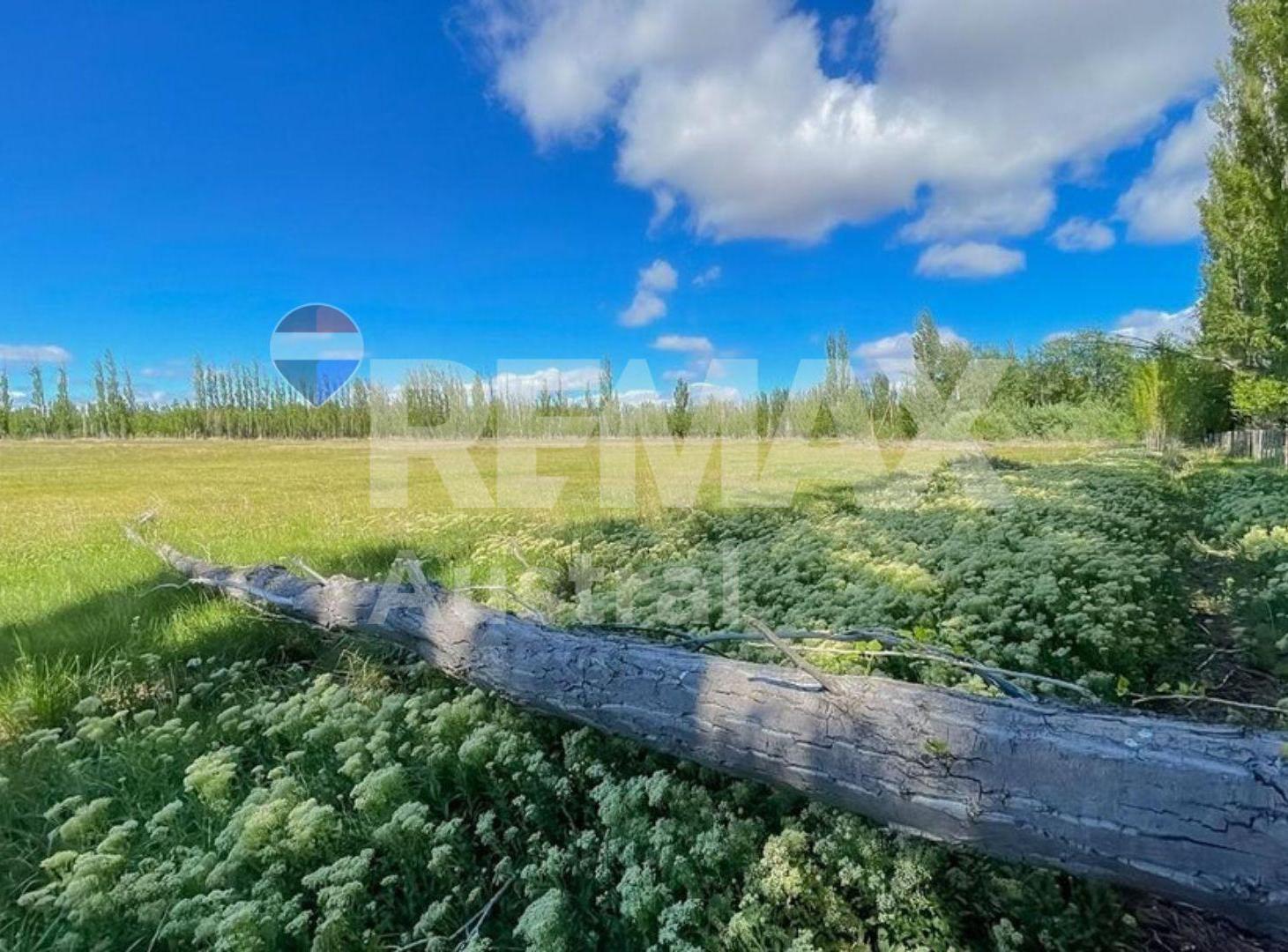Foto de VENTA CHACRA DE CASI 3 HECTAREAS EN SARMIENTO, imagen 2