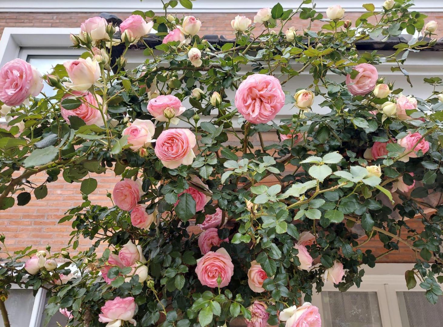 Foto de Casa en Los Jazmines Pilar del Este, imagen 3