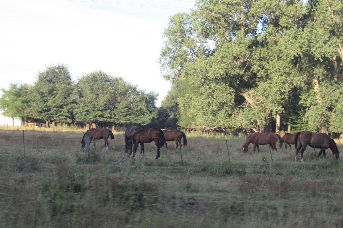 Foto de vendemos 10ha sobre ruta 226 con molino La Pastora, imagen 4