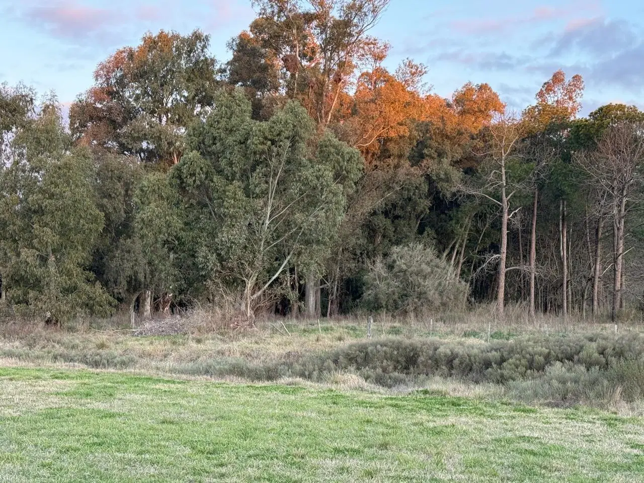 Campo en Alejandro Korn 3