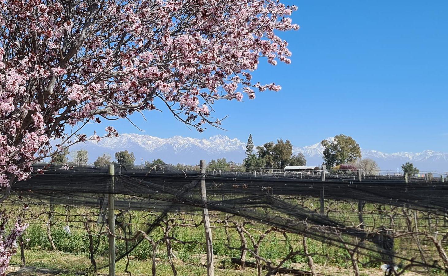 Foto de Venta Terreno con Lodge y viñedo en Anchoris, Valle de Uco Mendoza, imagen 2