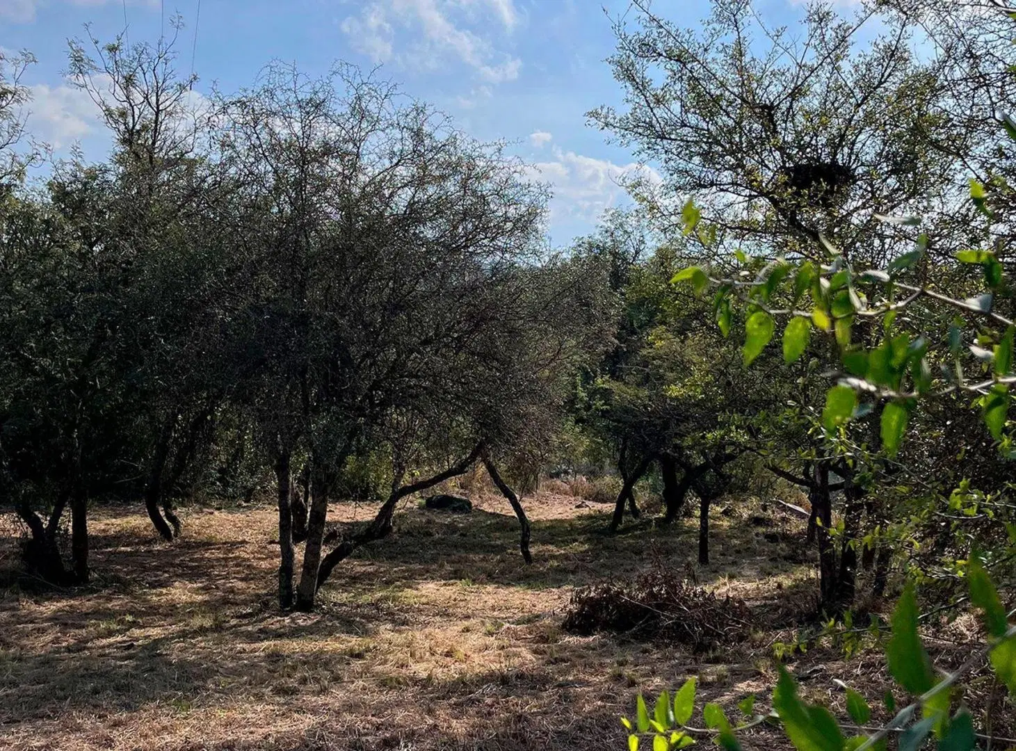 VENTA LOTE 1000 Mts EN VILLA EL ROSAL AGUA DE ORO 3