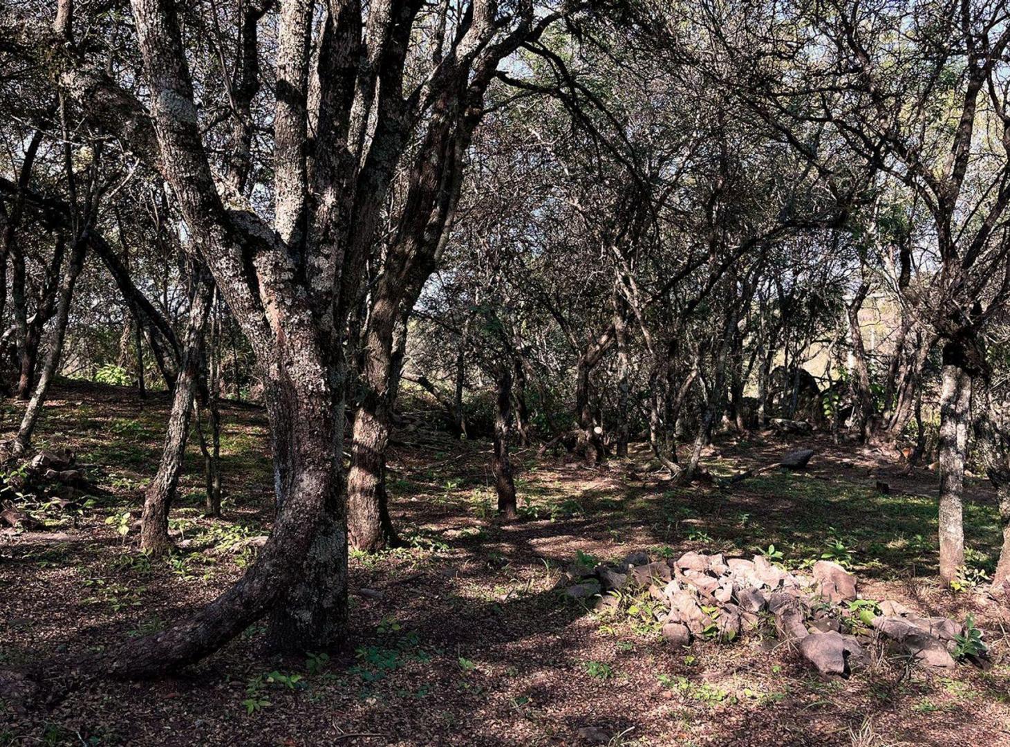 Foto de VENTA LOTE 1000 Mts EN VILLA EL ROSAL AGUA DE ORO, imagen 1
