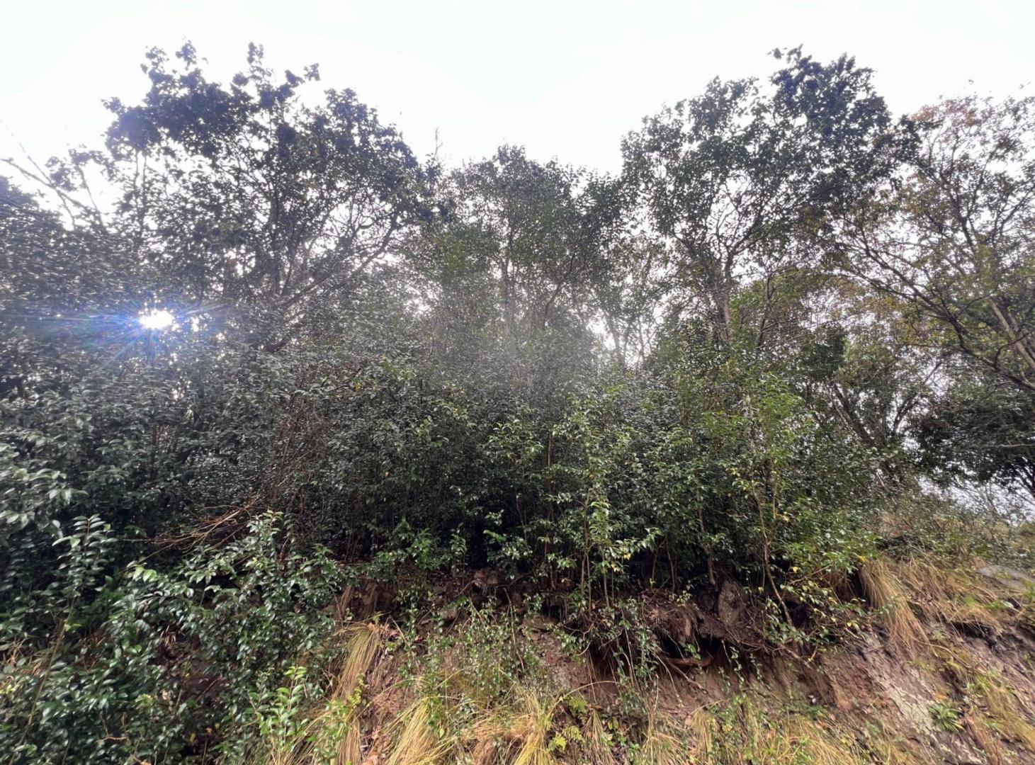 Foto de VENTA HERMOSO TERRENO CON VISTAS RIO CEBALLOS, imagen 3