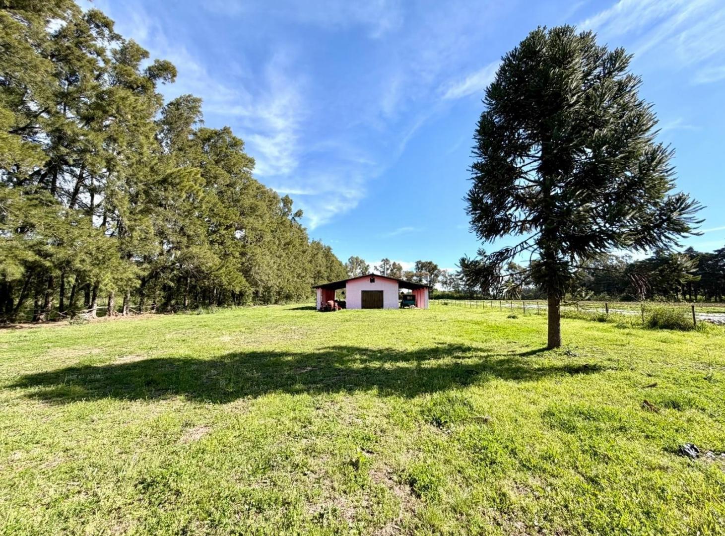 Foto de VENTA - Campo 10 Ha Suelo Clase 1 - San Pedro, Bs As, imagen 2