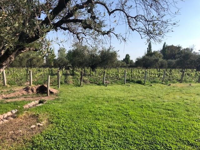 Viñedo con Bodega Boutique 1