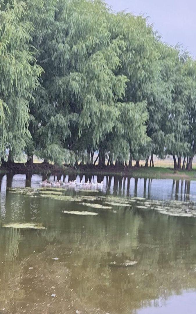 Foto de ESTANCIA EN LA CARRERA - TUPUNGATO, imagen 4