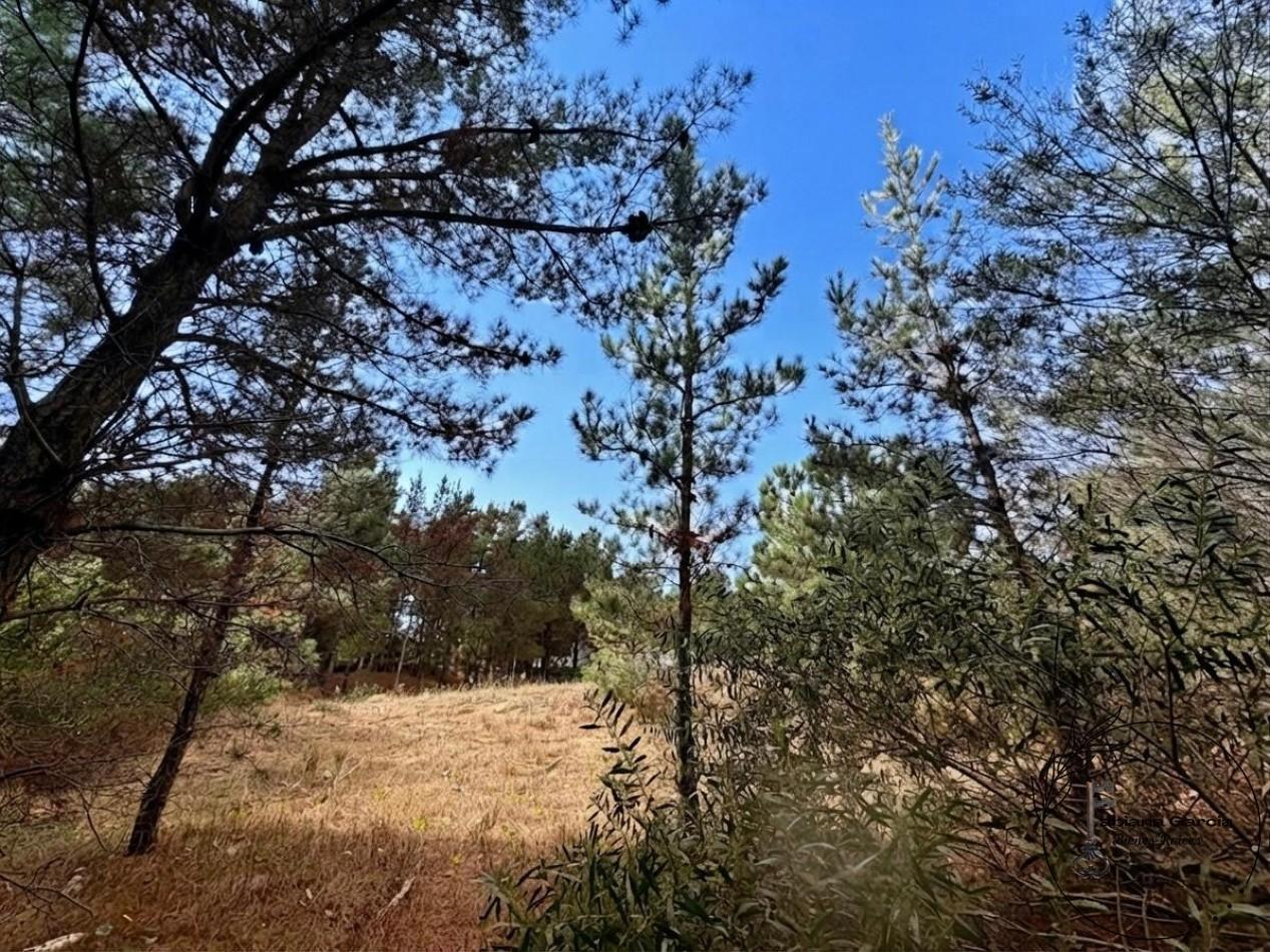 Foto de LOTE 100 EN VENTA - ECUESTRE, COSTA ESMERALDA, imagen 4