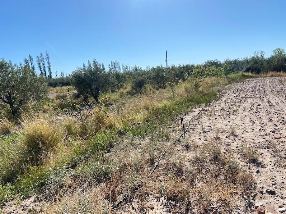 Campo de 3 Has Ingreso por Calle Vargas y Castro Barros Maipu 4