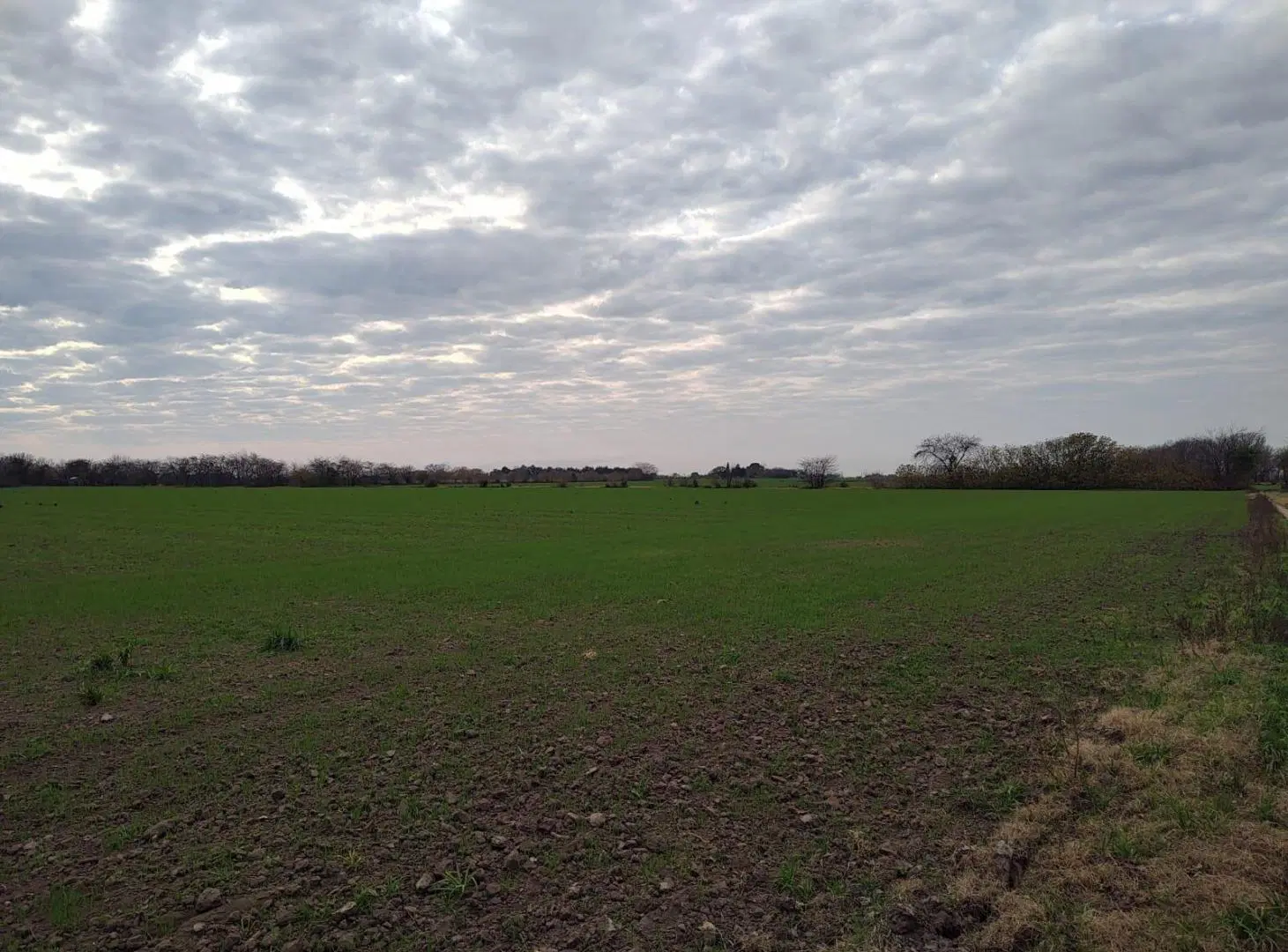 VENTA CAMPO SAN NICOLAS 12 HAS PARA SIEMBRA 3