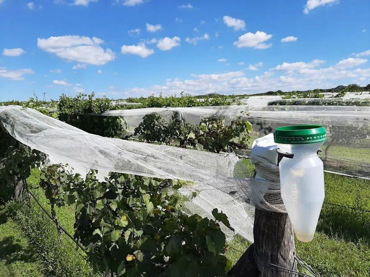 CASA BODEGA 866 M2 -  VIÑEDO 11 HECTAREAS 2