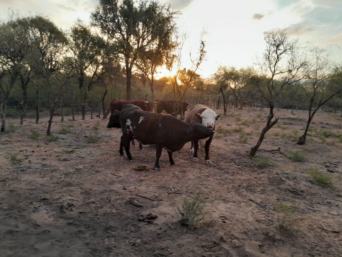 Foto de Campo Ganadero de 1.800 hectáreas en Depto Minas, imagen 2