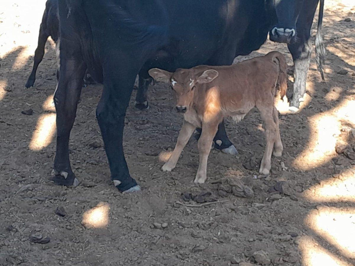 Foto de Campo Ganadero de 1.800 hectáreas en Depto Minas, imagen 4