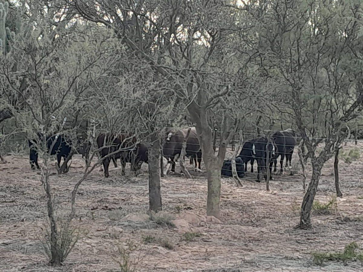 Foto de Campo Ganadero de 1.800 hectáreas en Depto Minas, imagen 3