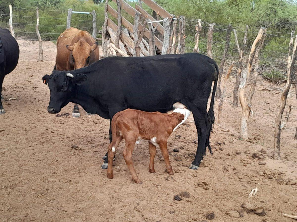 Foto de Campo Ganadero de 1.800 hectáreas en Depto Minas, imagen 5