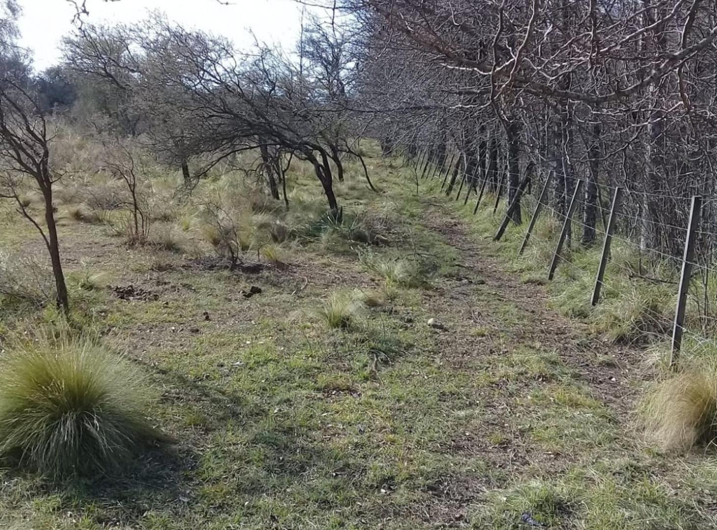 Foto de 40 HA VILLA QUILLINZO SANTA ROSA DE CALAMUCHITA, imagen 5
