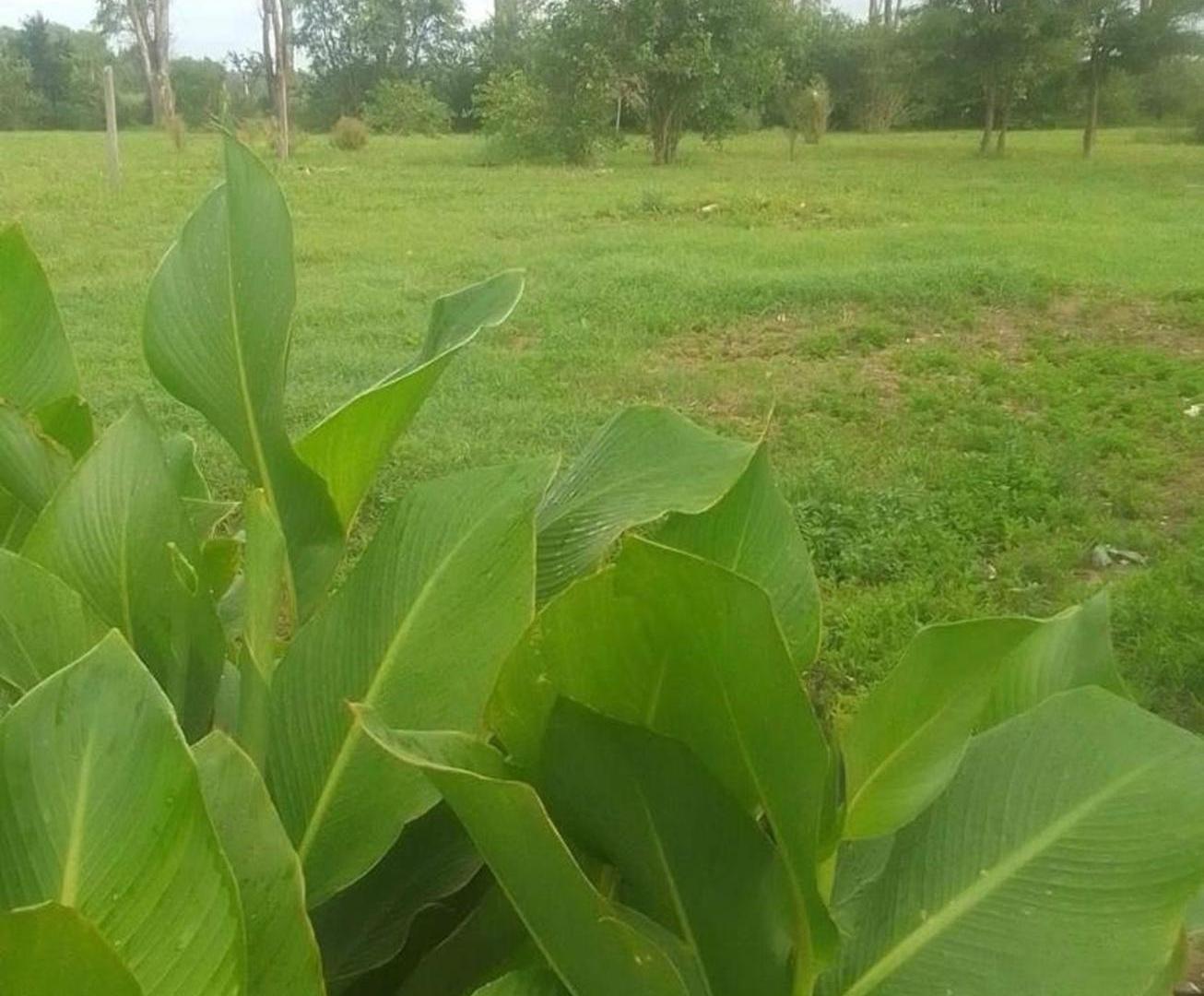 Foto de LOTE OPORTUNIDAD ANISACATE CORDOBA, imagen 2