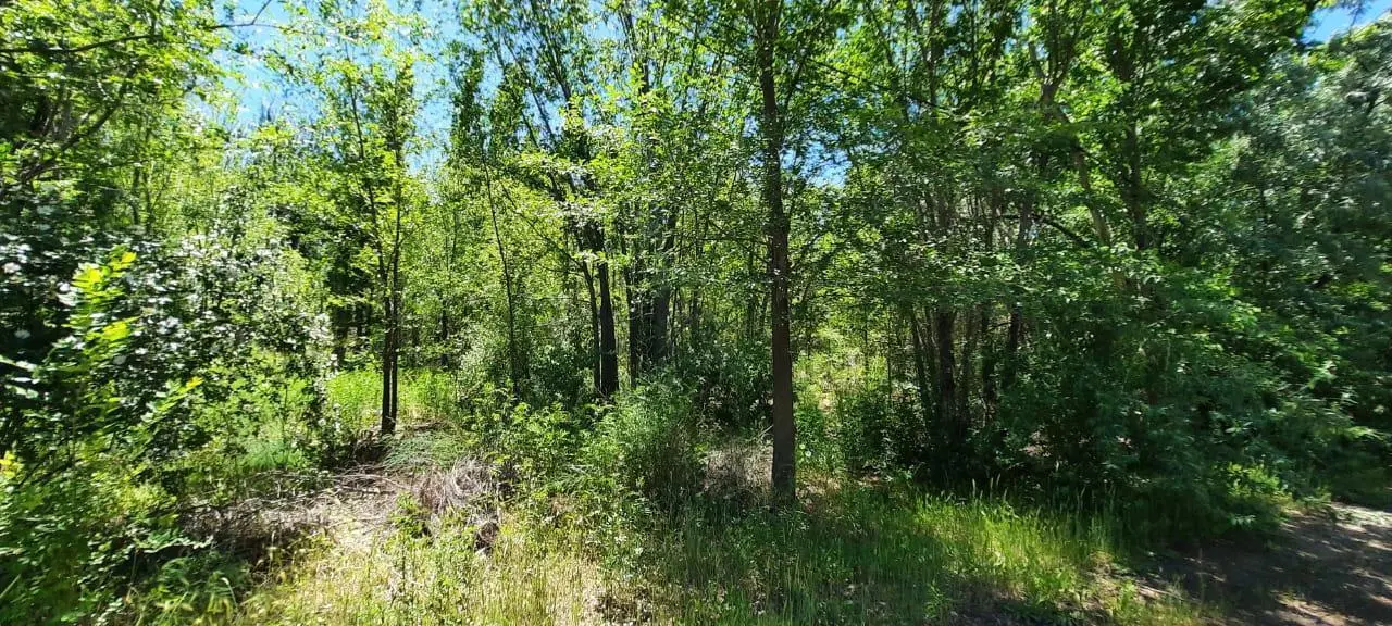 VENTA - Lote sobre Ruta 22 - Lote Fernandez Oro - Frente de Ruta - Rio Negro 4
