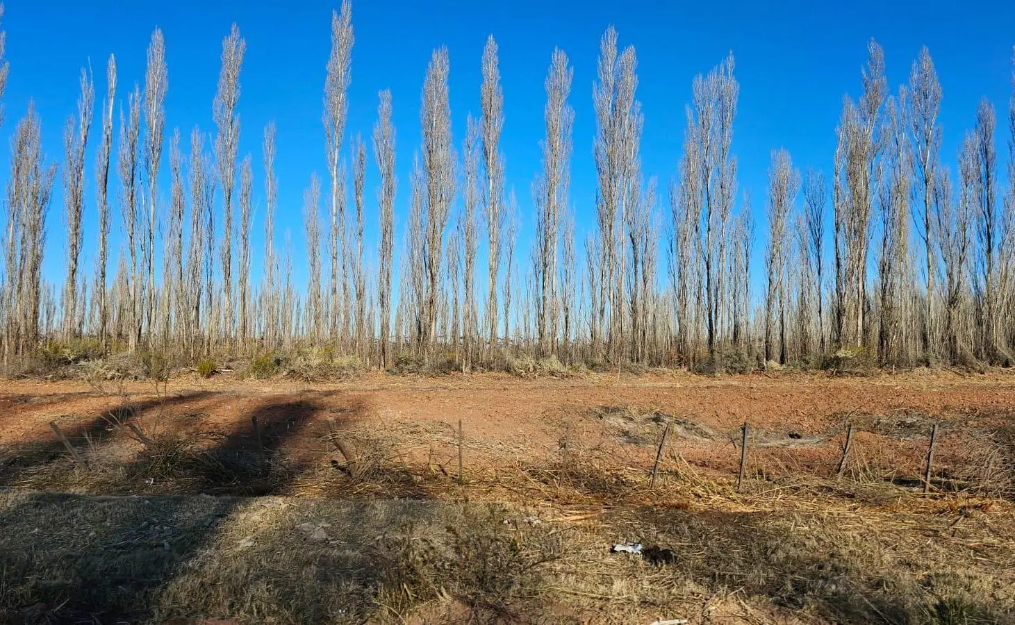 VENTA - Chacra 50 Ha - en producción - Frente de Ruta - Añelo - Neuquén 5