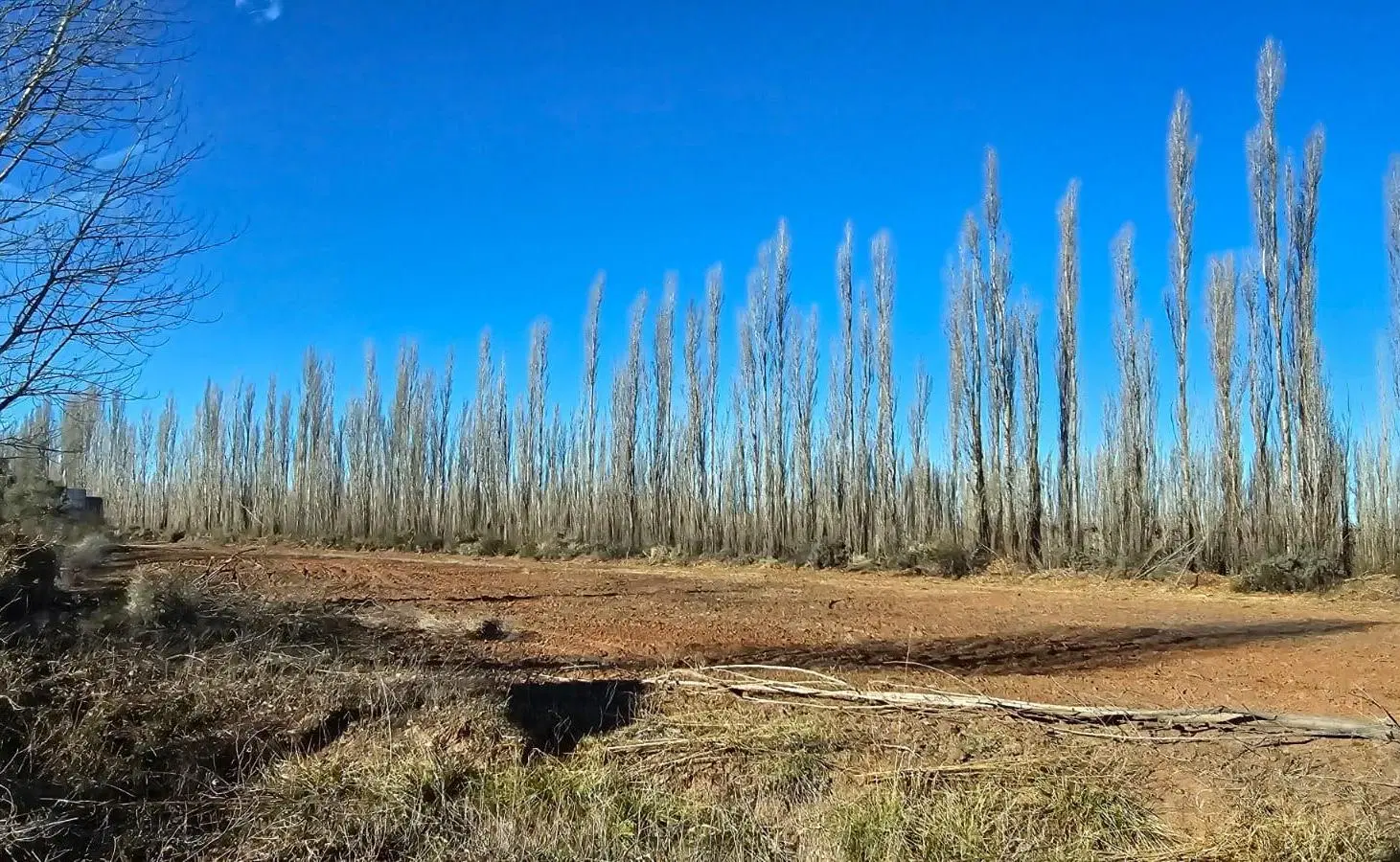 VENTA - Chacra 50 Ha - en producción - Frente de Ruta - Añelo - Neuquén 3