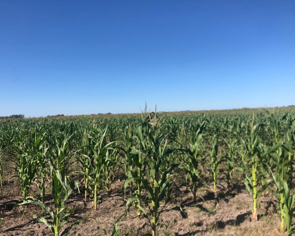 Campo en General Alvear 3