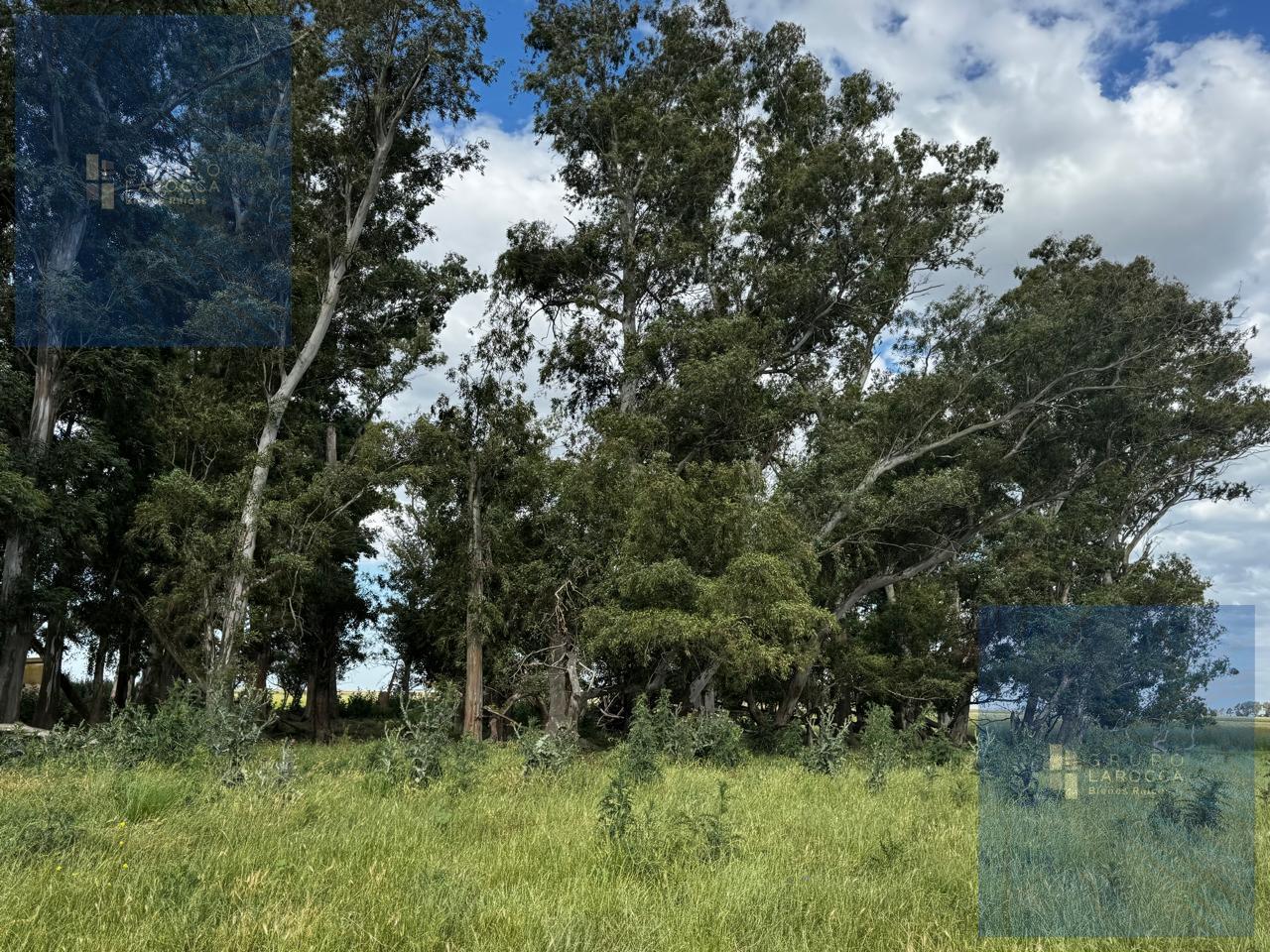 Foto de Campo en Bolivar, imagen 4