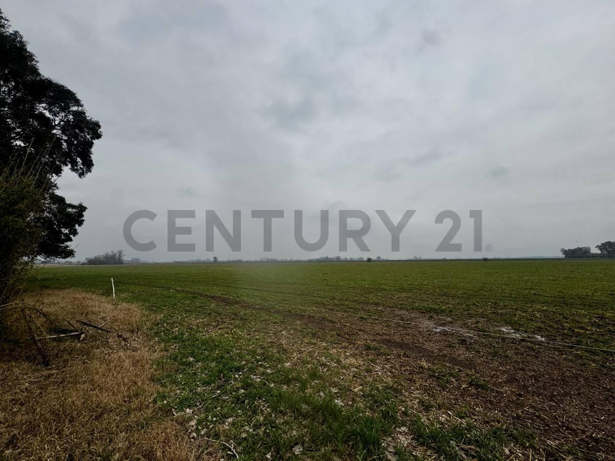 Foto de VENTA CAMPO MIXTO 53 HECTAREAS SAN ANDRES DE GILES SOBRE RUTA 41 CON, imagen 5